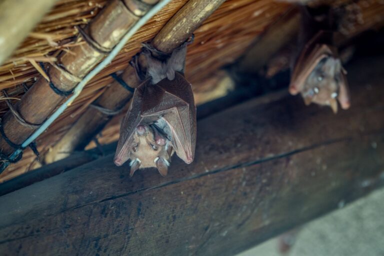 Can Bats Get Into Your Plumbing?