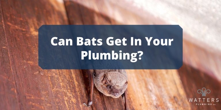 Do Bats Get Into Plumbing